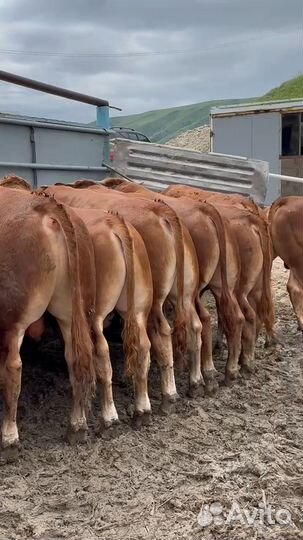 Бычки быки лимузин