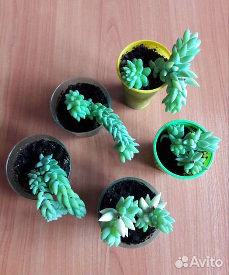 Очиток Моргана - Седум+ отростки