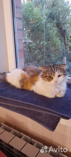 Кошка шотландская метис
