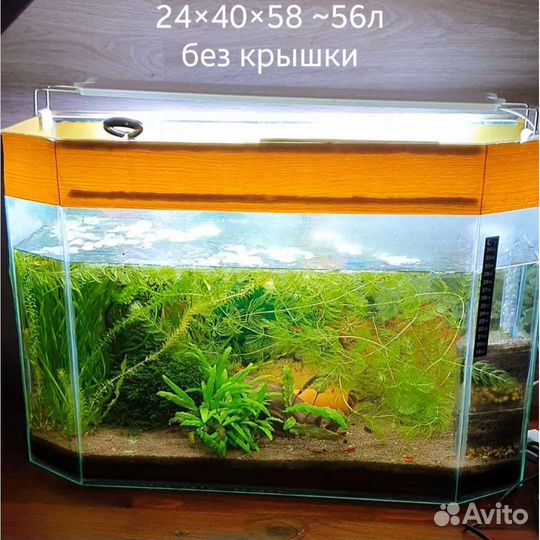 Анциструсы, меченосцы, гуппи, креветки, Аквариумы