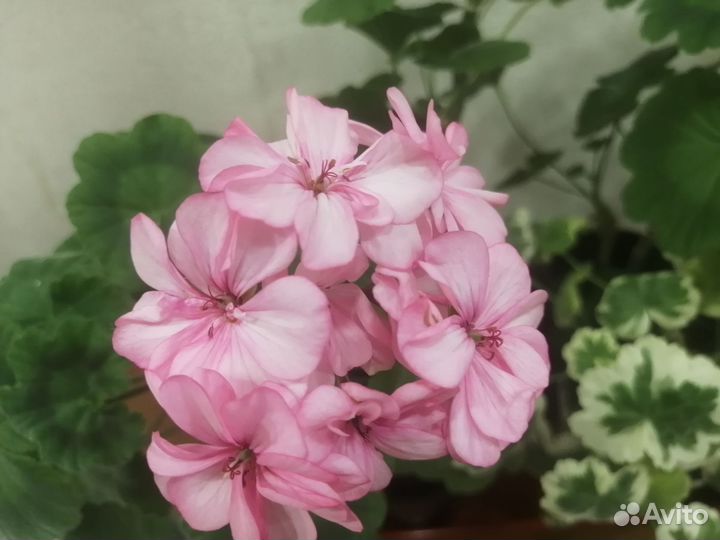 Пеларгония (сортовая герань)