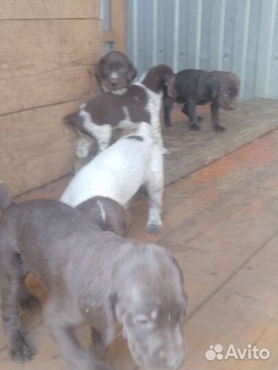 Щенки курцхаара