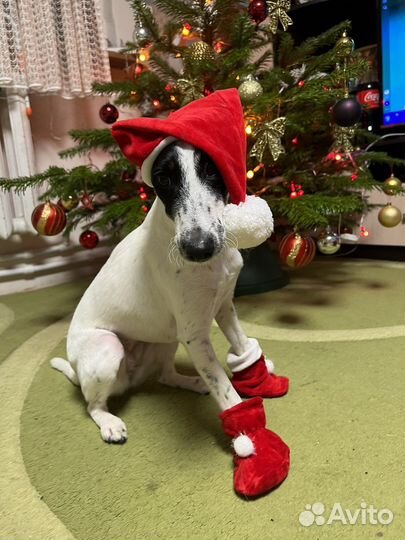 Фокстерьер