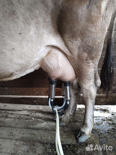 Корова дойная
