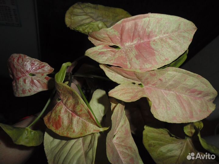 Филодендроны сортовые