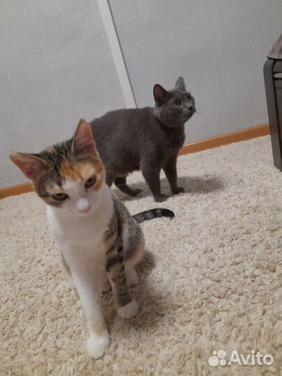 Кошечка в добрые руки