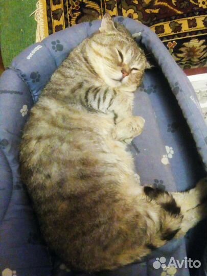 Вислоухий кот