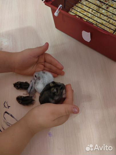 Джунгарский хомяк