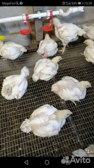 Броллер двухнедельный