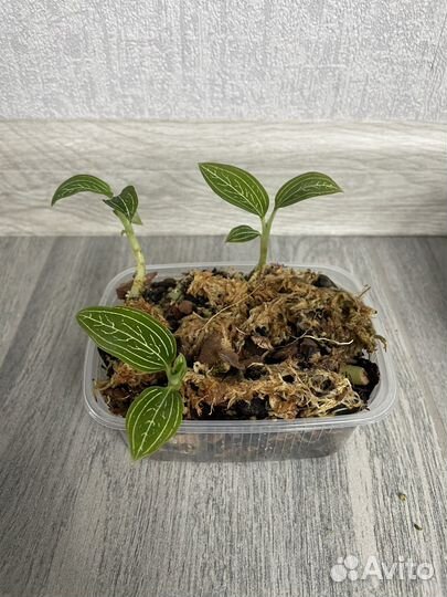 Орхидея Лудизия