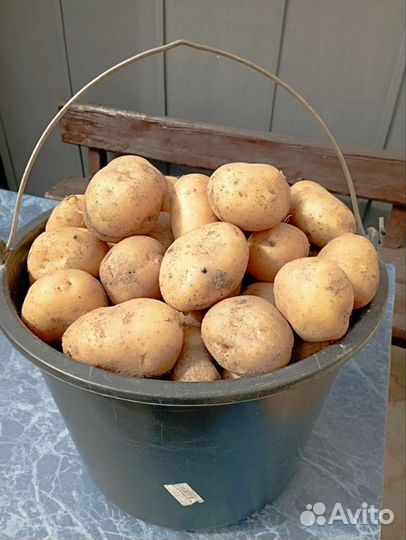 Картофель скарб