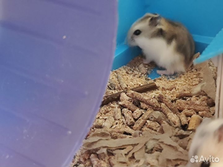 Джунгарский хомяк