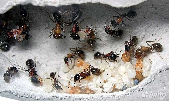Муравьи разных видов