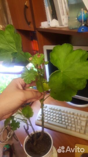 Герань красная розочками Обмен на овощи