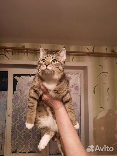 Рыся ищет дом