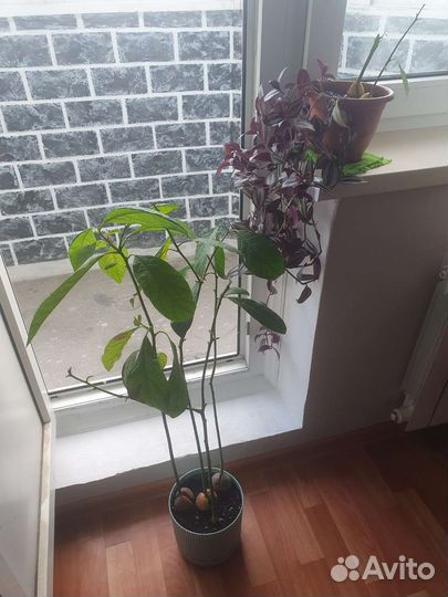 Традесканция зебрина Пурпуза