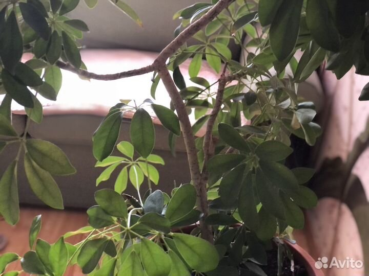 Декоративный куст Шеффлера