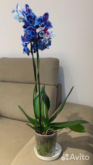 Фаленопсис Танго бабочка, пелор