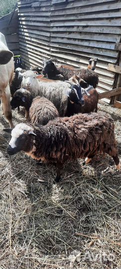 Молодые ярки и козлята (козлики и козочки)