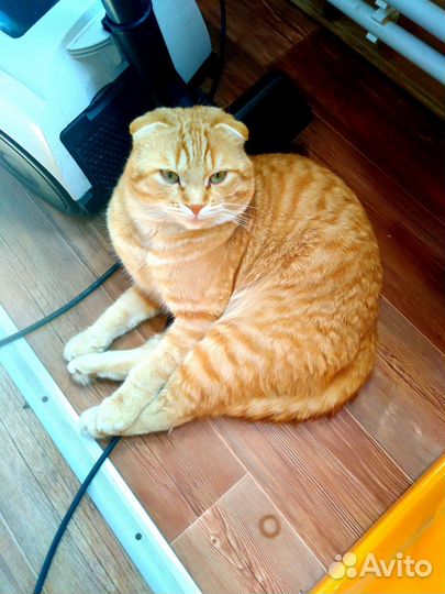 Кот рыжик приглашает дам на вязку