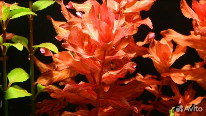 Аквариумные растения