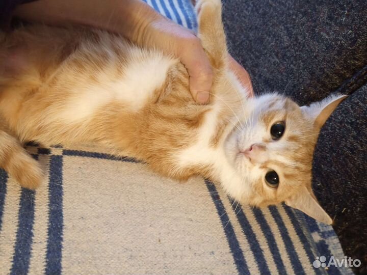 Кошка злата