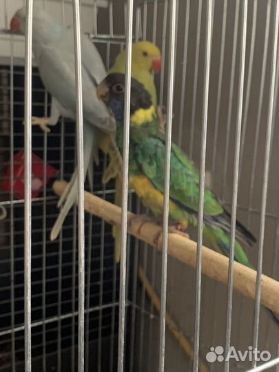 Бернард розелла попугай