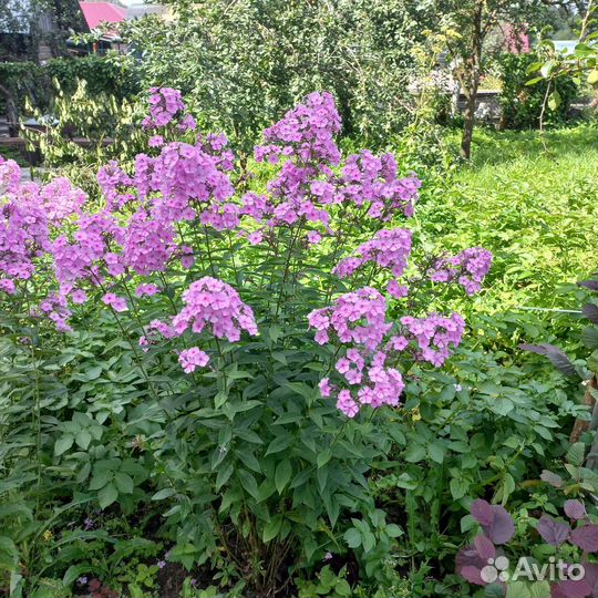 Флоксы 4 цвета