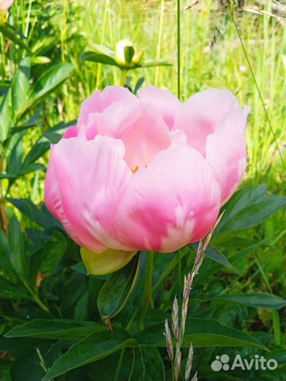 Пион Гаваи корал пинк