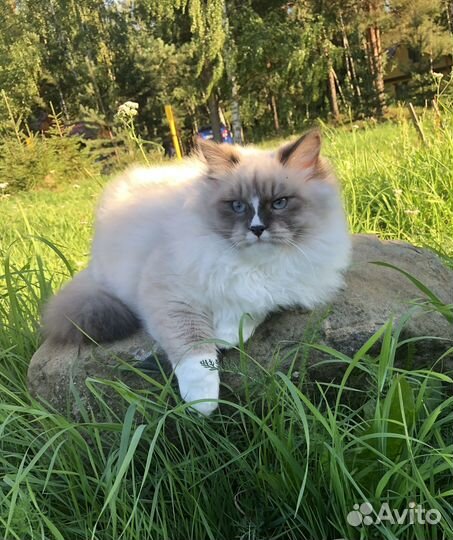 Невский маскарадный кот с документами