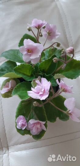 Растения комнатные