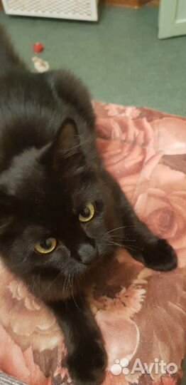 Молоденький котик ищет дом