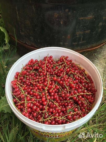 Красная смородина