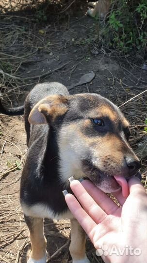 Собаки бесплатно в добрые руки