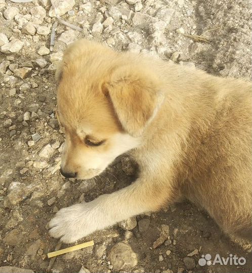 Щенки бесплатно