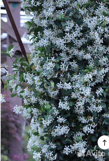 Трахелоспермум жасминовидный (звёздчатый жасмин)