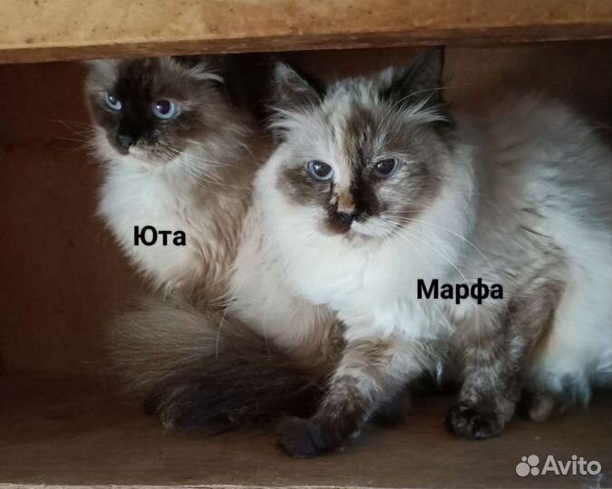 Невские Маскарадные кошки