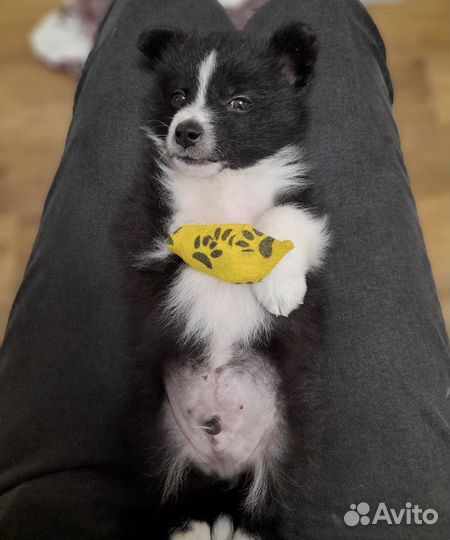 Щенок маленькой собаки