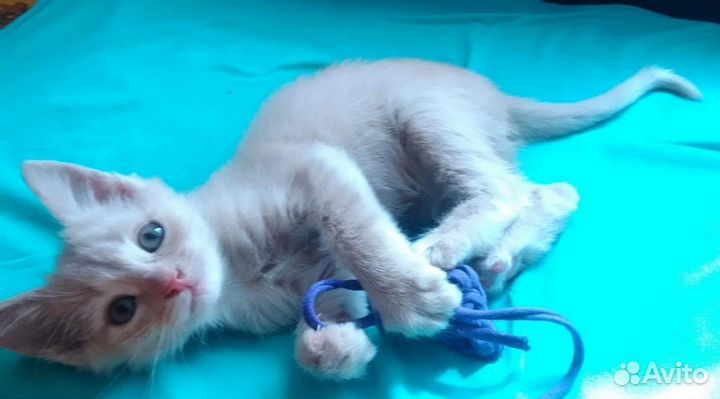 Чудесный мальчик ищет дом