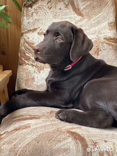 Кобель лабрадора вязка