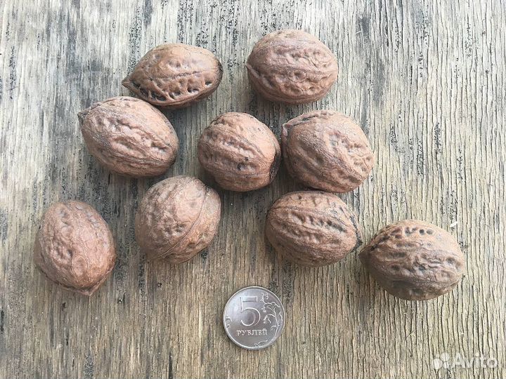 Орех Зибольда, разные сорта на посадку