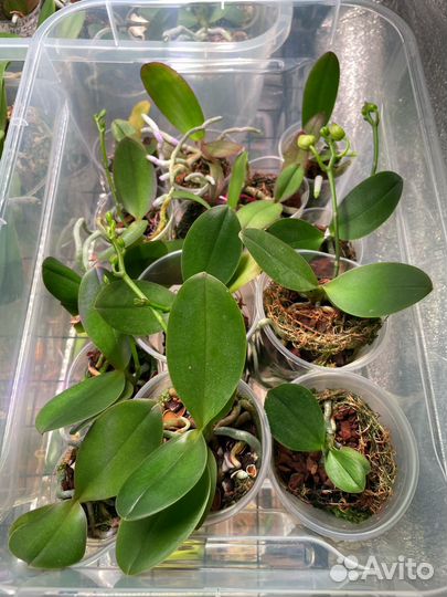 Орхидея Фаленопсис