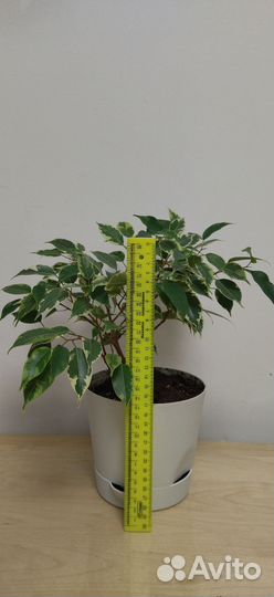 Фикус бенджамина