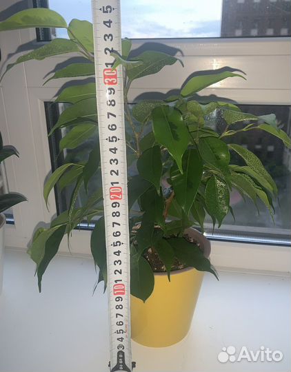 Фикус бенджамина