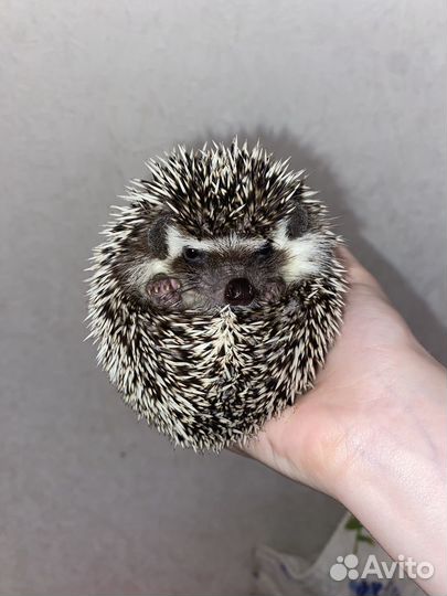 Африканский ежик