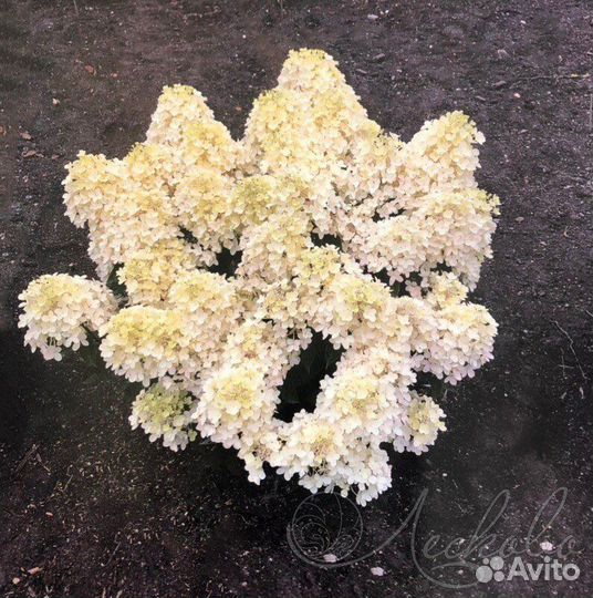 Гортензия Milk&Honey