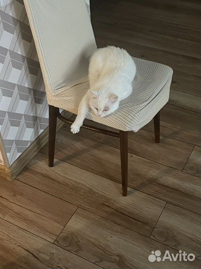 Отдам кошку в добрые руки