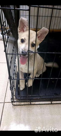 Щенок 3.5 мес. Кобелек