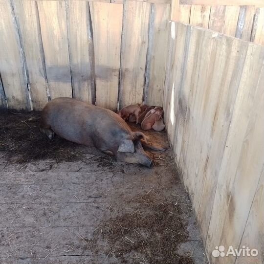 Поросята породы дюрок