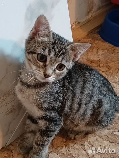 Котёнок с грустными глазами. Ждёт доброго хозяина